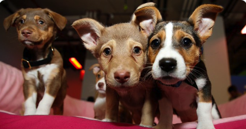 EightOneSevenFW's tweet image. 🐾There's someone waiting for you to be their new BFF. Clear the Shelters is a nationwide event &amp;amp; in animal shelters across North Texas all pets – dogs, puppies, cats, kittens and small pets (rabbits, guinea pigs, rats, birds) will be FREE to adopt. cleartheshelters.com