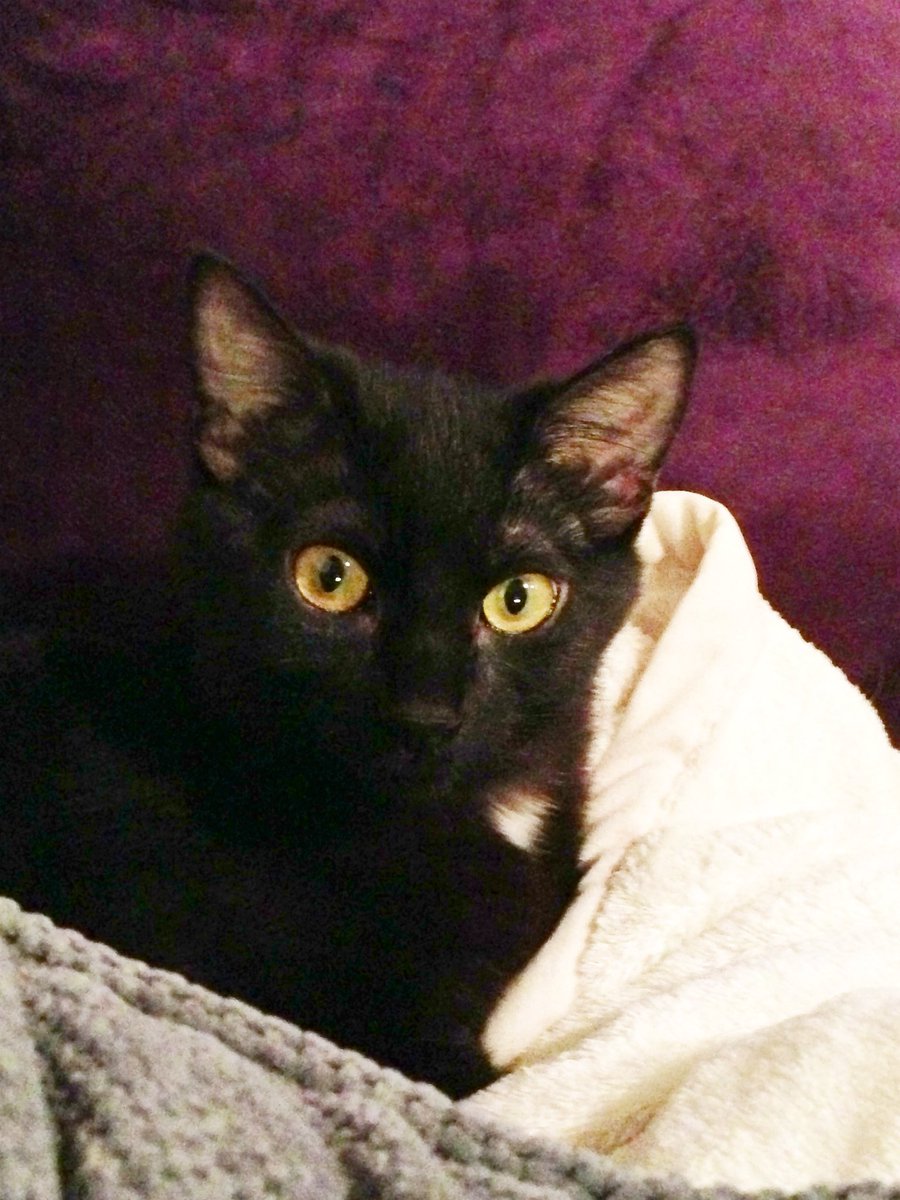 _KHutch_'s tweet photo. Luna is my baby! She truly thinks I’m her mom 😻 #BlackCatAppreciationDay https://t.co/bub6tn1TXB