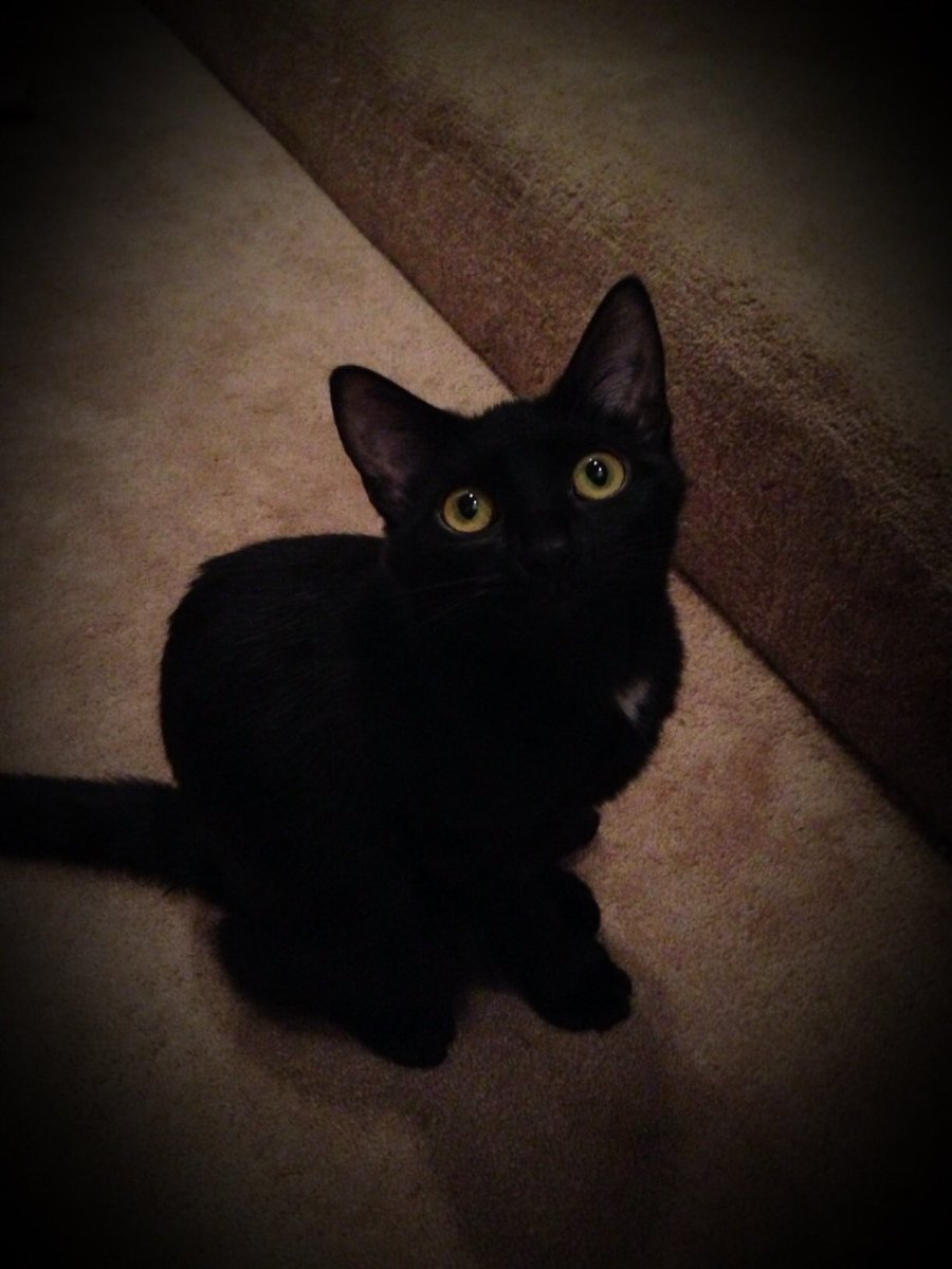 _KHutch_'s tweet photo. Luna is my baby! She truly thinks I’m her mom 😻 #BlackCatAppreciationDay https://t.co/bub6tn1TXB