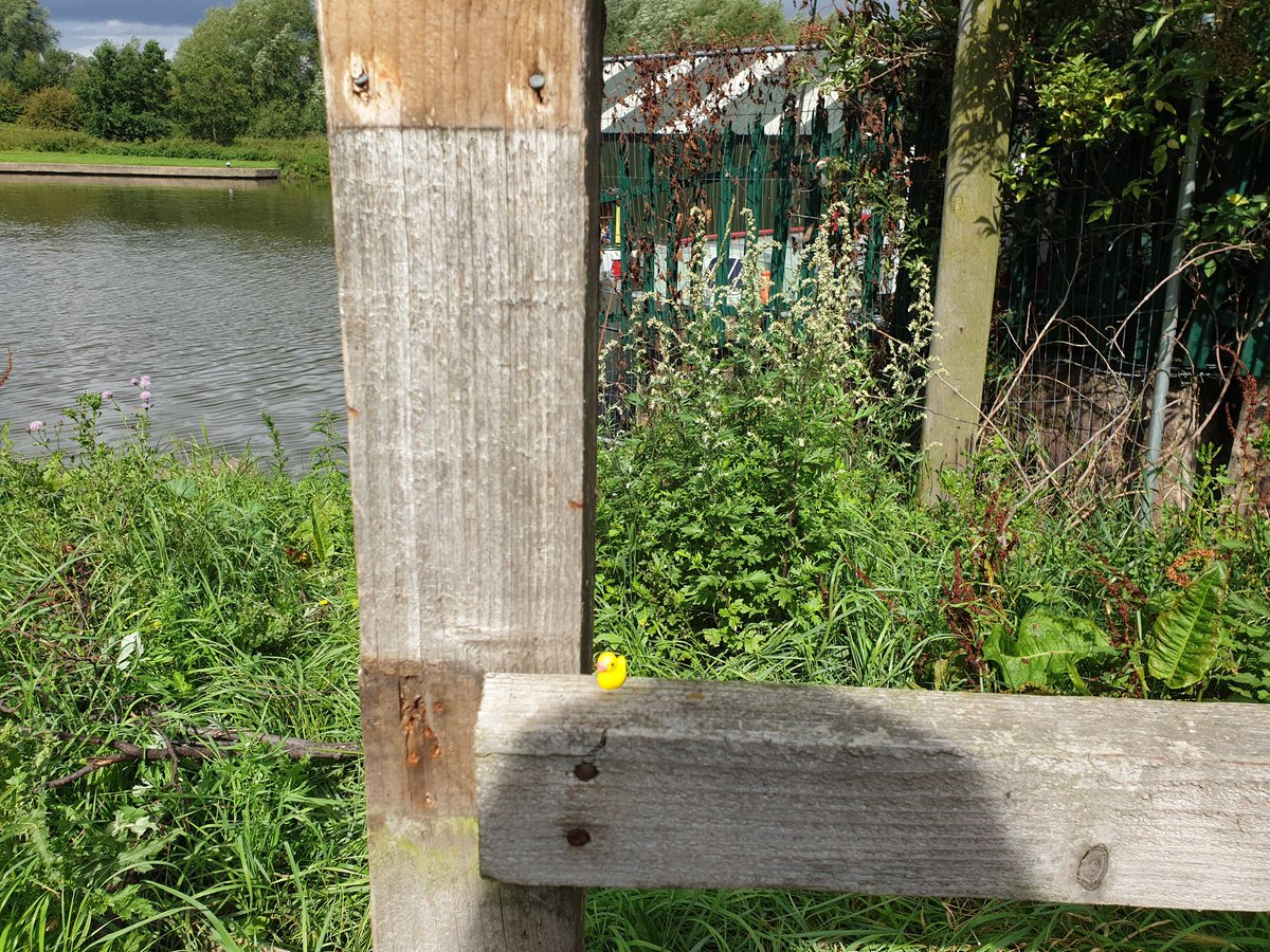 DuckMicro's tweet photo. Fencing. ...one of my favourite sports...๐๐คฃ#microduck #sunny #August #happy https://t.co/1j77h440Zy