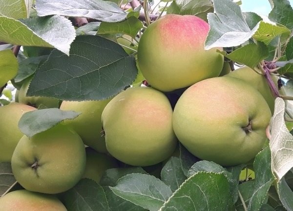 WaddellApples's tweet photo. Harvesting beautiful Melba apples! These taste as good as they look - on our farm store shelves now! Open Tues - Sun 10am-5pm (closed Mondays during August). #ygk #GreatWaterway #gananoque https://t.co/yCiPBwZ3qG