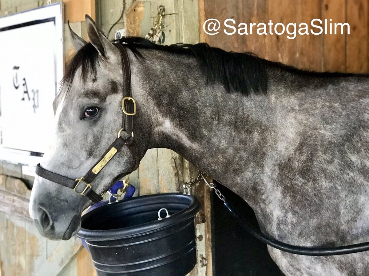 SaratogaSlim's tweet image. Question of the day now at #Saratoga:

With the 1st race coming off the turf today, will we see the debut of California Chrome’s half brother FORT McHENRY?