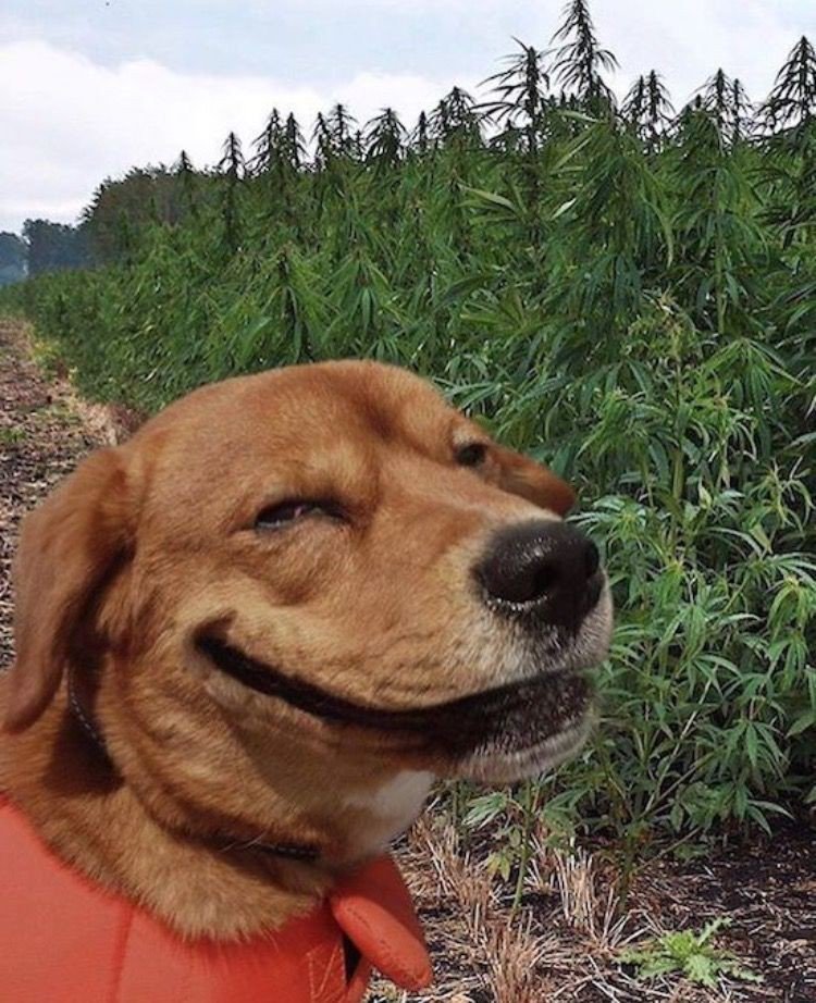 kushfest420's tweet photo. ππGood doggo
β’
#pretoria #hatfieldsquare #respublica #weedsa #Johannesburg #cityoftshwane #cannabiscommunity #afropunk #Braamfontein #braam #southafricanweed #tuksofniks #uct #wits #kushfest420 https://t.co/HUYsCN8aVN
