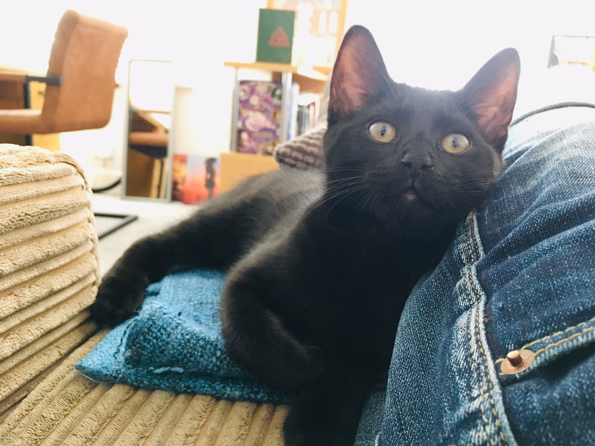 SentinelTrilogy's tweet photo. Happy #BlackCatAppreciationDay! Penny is having a very chill one, reflecting on his four months in the world and wondering what to chew on next. 🐾 https://t.co/bHtHcNlCbQ