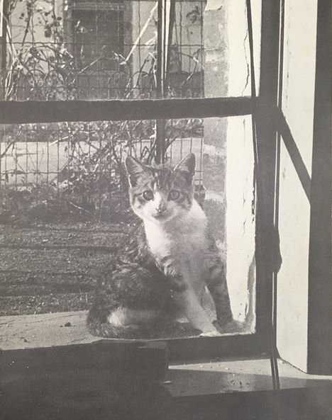 HUSpecColl's tweet photo. Looks like this curious @hofstrau #cat got caught on the outside looking in. (Photo from the 1973 Nexus yearbook) #caturday #hofcat #hofstra #specialcollections #hofmemories #hofstracats https://t.co/IHJ9IU6ICl