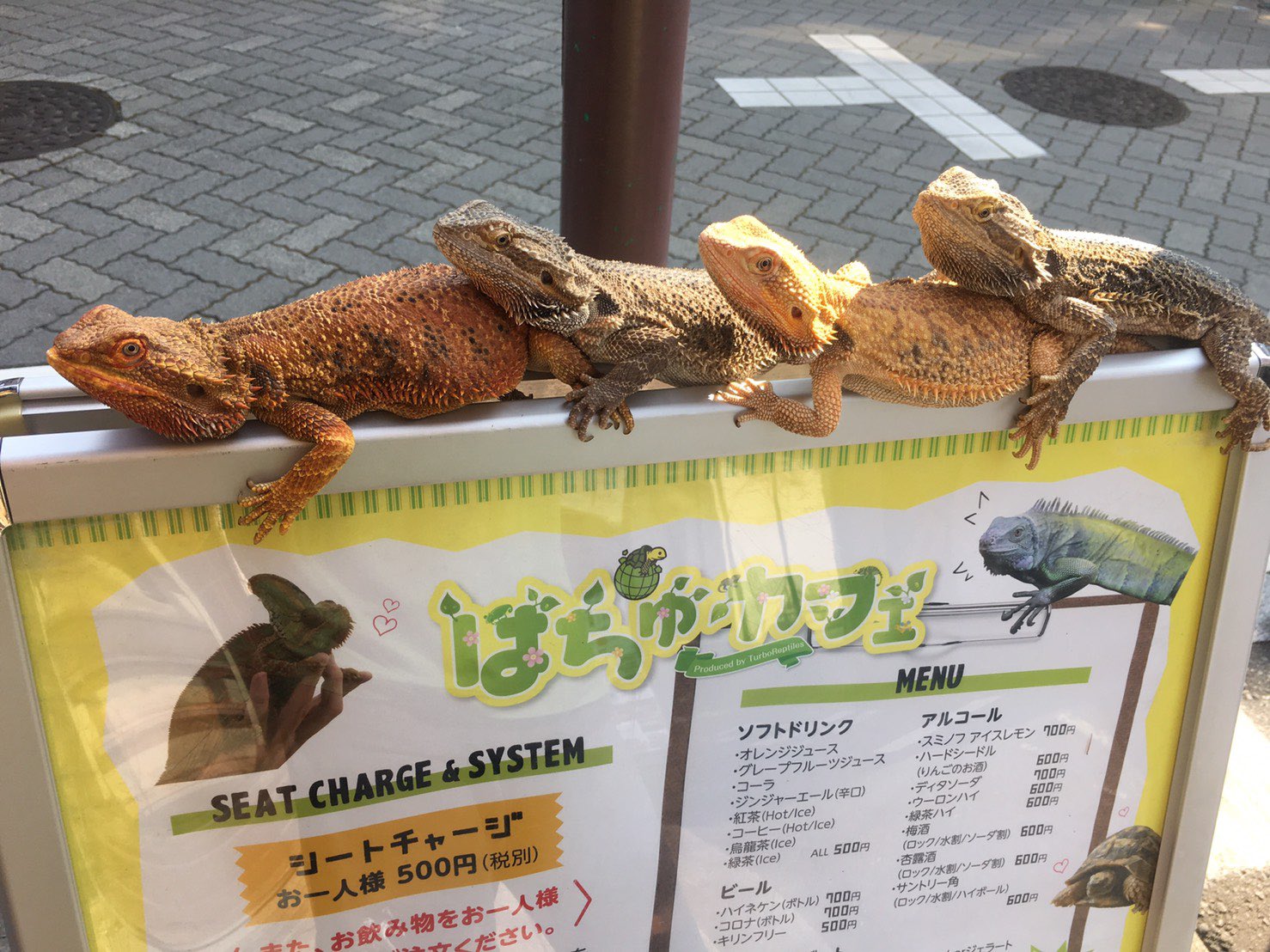 توییتر はちゅカフェ 爬虫類カフェ در توییتر 当店のキャスト フトアゴーズで 日光浴 こうして見ると 同じ フトアゴヒゲ トカゲ とは言いながらも 色味の違いにビックリ でも みんな仲良しなんです こうしてお尻につかまってみんなで平和に日光浴してる姿