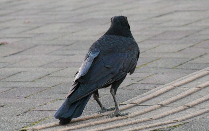 カラカラカラス そうなんです カラスさんの後ろ姿ってなんとも言えない独特の雰囲気がありますよね いつも素敵なコメントありがとうございます カラカラカラス そうなんです カラスさんの後ろ姿ってなんとも言えない独特の雰囲気がありますよね いつも素敵なコメントありがとうございます