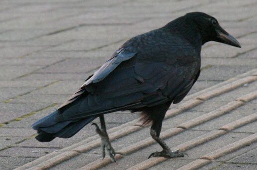 カラカラカラス そうなんです カラスさんの後ろ姿ってなんとも言えない独特の雰囲気がありますよね いつも素敵なコメントありがとうございます カラカラカラス そうなんです カラスさんの後ろ姿ってなんとも言えない独特の雰囲気がありますよね いつも素敵なコメントありがとうございます