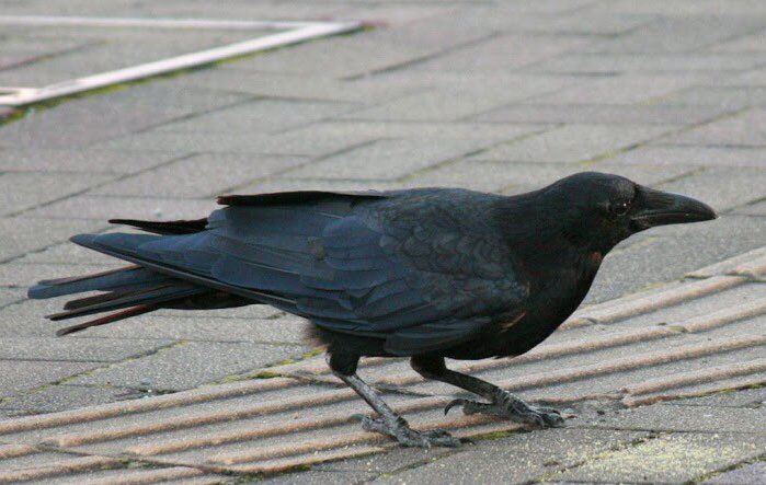 O Xrhsths カラカラカラス Sto Twitter そうなんです カラスさんの後ろ姿ってなんとも言えない独特の雰囲気がありますよね いつも素敵なコメントありがとうございます O Xrhsths カラカラカラス Sto Twitter そうなんです カラスさんの後ろ姿ってなんとも言えない独特の雰囲気がありますよね いつも素敵なコメントありがとうございます
