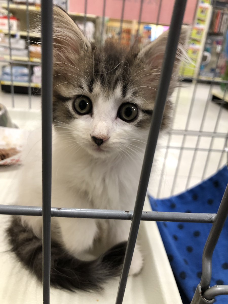 Petsmart 0656 tweet media