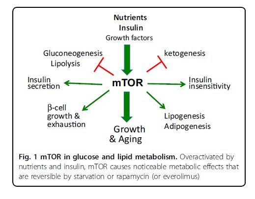 diabetes rapamicina sirolimus diabetes rapamicina sirolimus
