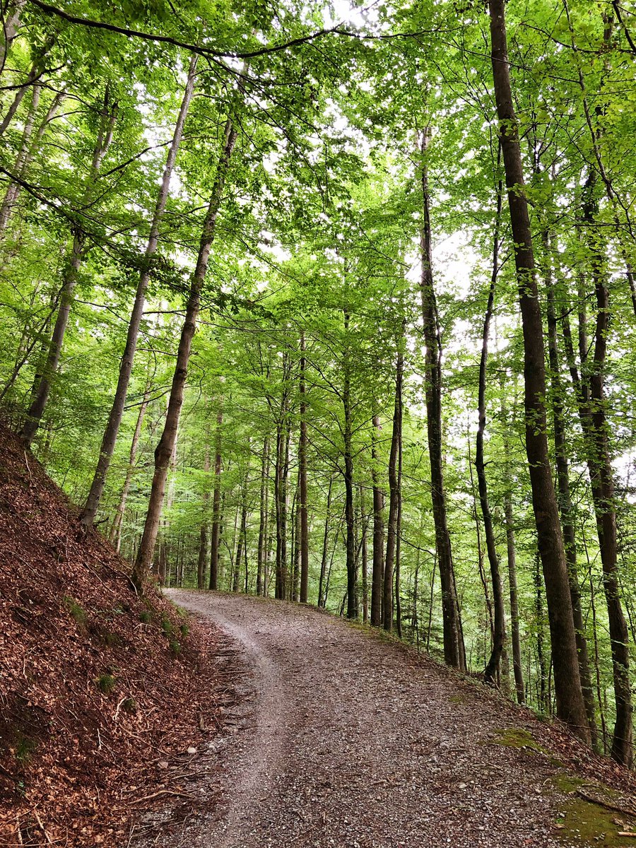 Running im Sihlwald. #sportysaturday