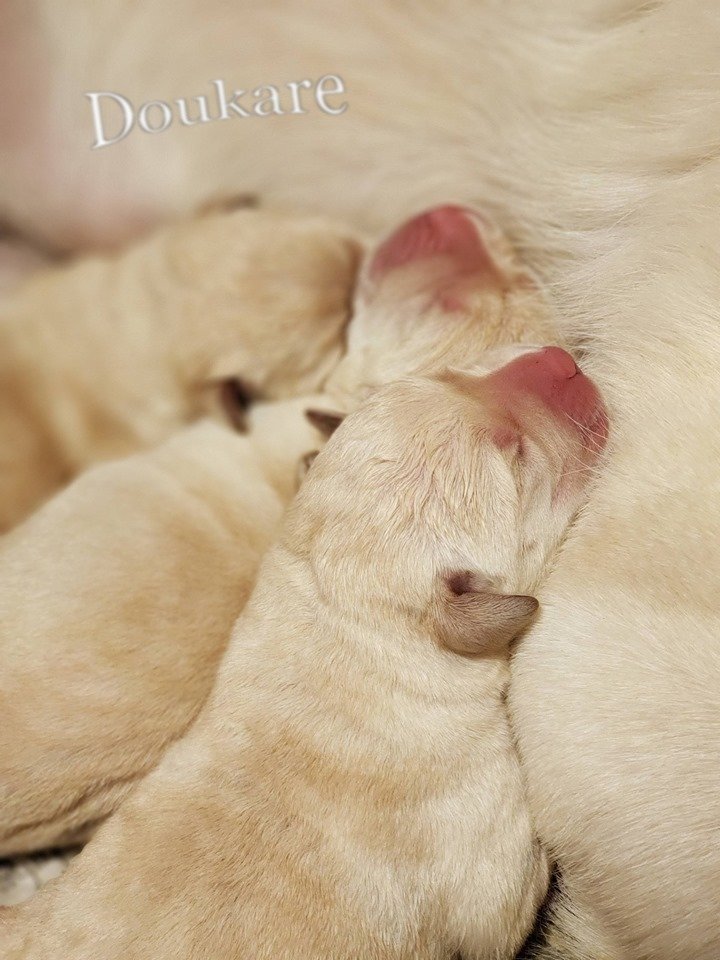 doukare's tweet photo. Puppies have arrived! https://t.co/W2kn8vsYiT