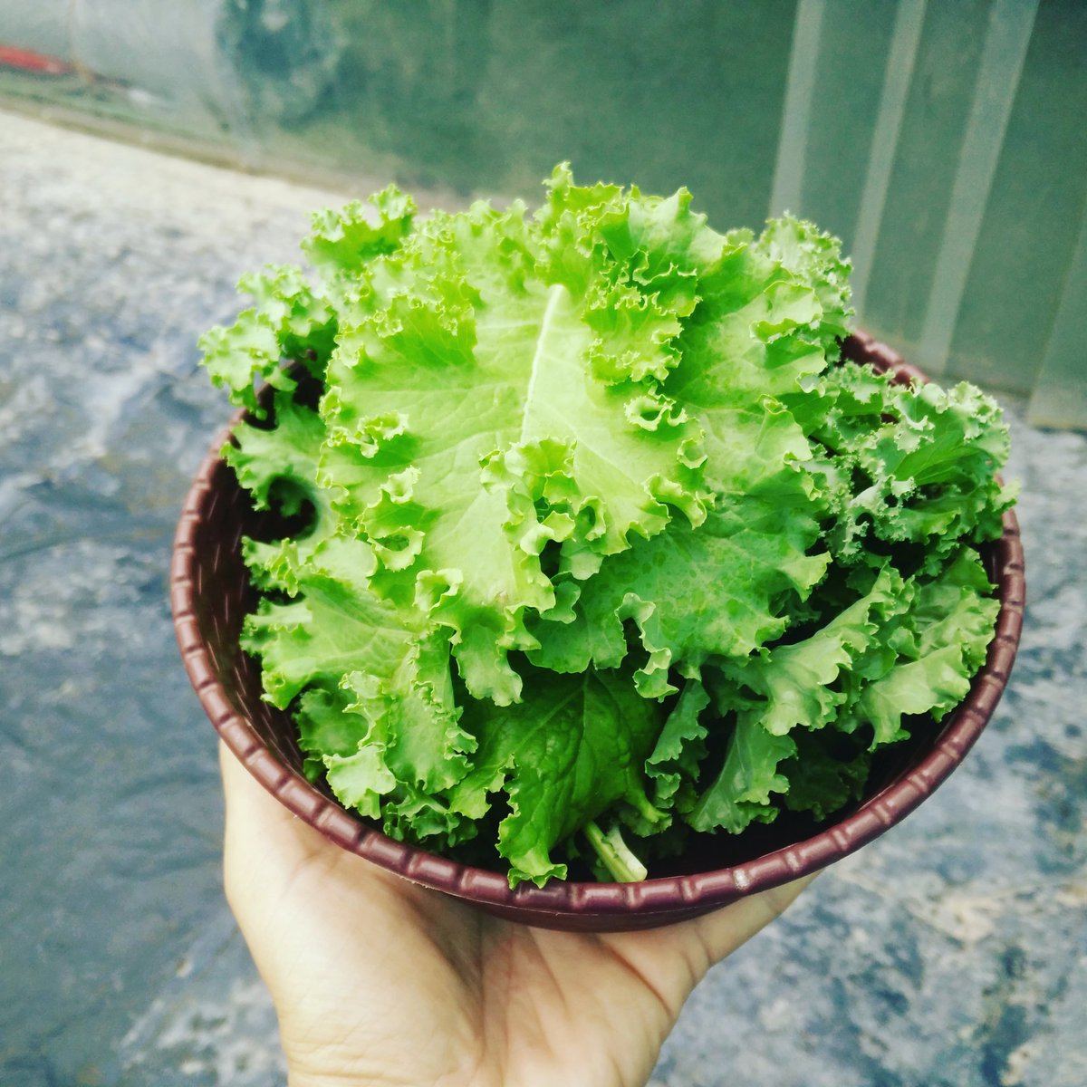 Fresh Kale
