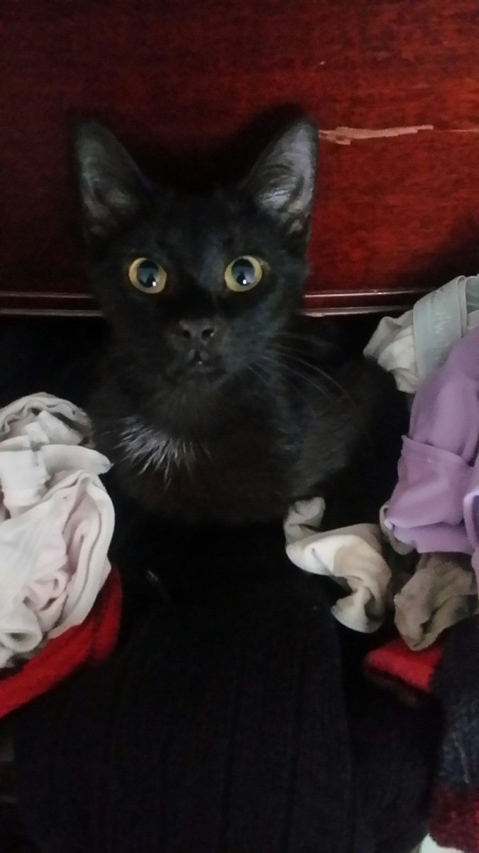 ThulaniASmith's tweet photo. @SimonsCat "Put your glasses on Mama. You can't wear me. I not fabric - I has fur!" #NearsightedProblems #BlackCatAppreciationDay https://t.co/50nlforPgQ