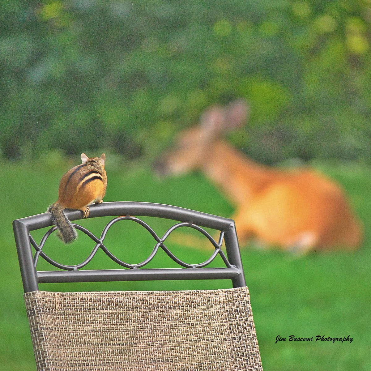 Jbusc33's tweet photo. #chipmunk, #chipanddale #wildlifephotography, #wildlife, #backyard, #fairportny, #visitor, #rodents, #eyespy #whatareyoudoinginmyyard #naturephotography, #imallright #deersighting #zip #sittingpretty #chair https://t.co/S04Vc3fjrG