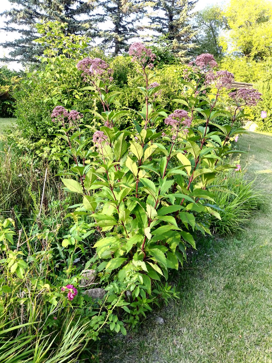 billric36028987's tweet photo. 50 years of seed scattering notwithstanding, i remain childless and so channel whatever energy would otherwise power parental pride on Joe Pye, 3 yrs old, 6ft tall, uncultivated, &amp; thriving, as only the hardy &amp; resilient can, on neglect &amp; the fraternity of weeds.  #manitobagarden https://t.co/YG7W1yZcWB