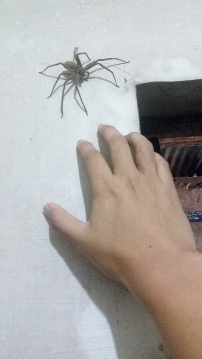 JasonTrapani's tweet photo. I'm tempting this dude to bite me so I can be Spiderman.. it stayed motionless for several minutes maybe discerning if I'm worthy.. I named him Mjolnir.. https://t.co/Jhkcu62jFY