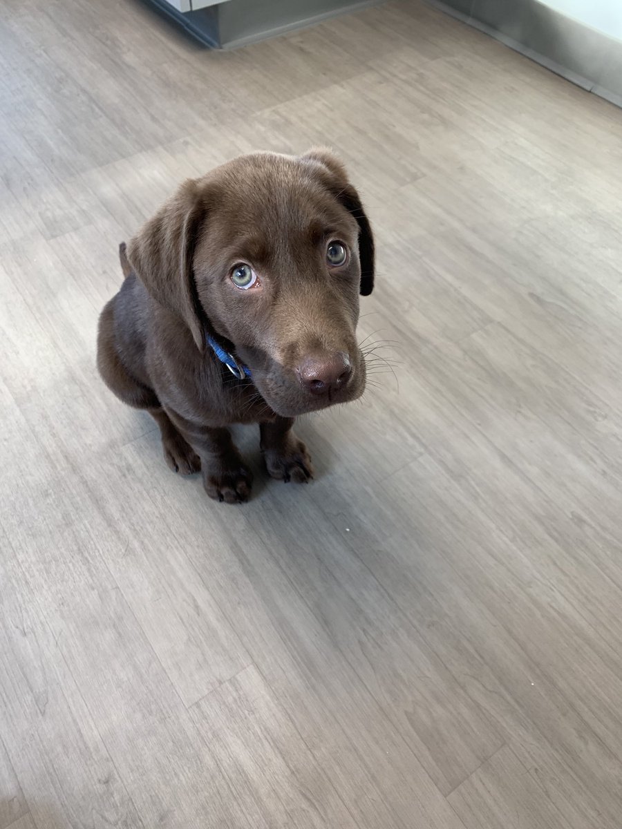 Kristenring1972's tweet image. It appears Bo immediately understood where he was, which in fact, was not the dog park 😂. #vet #notpleased #creatingtrustissues #thoseeyesthough