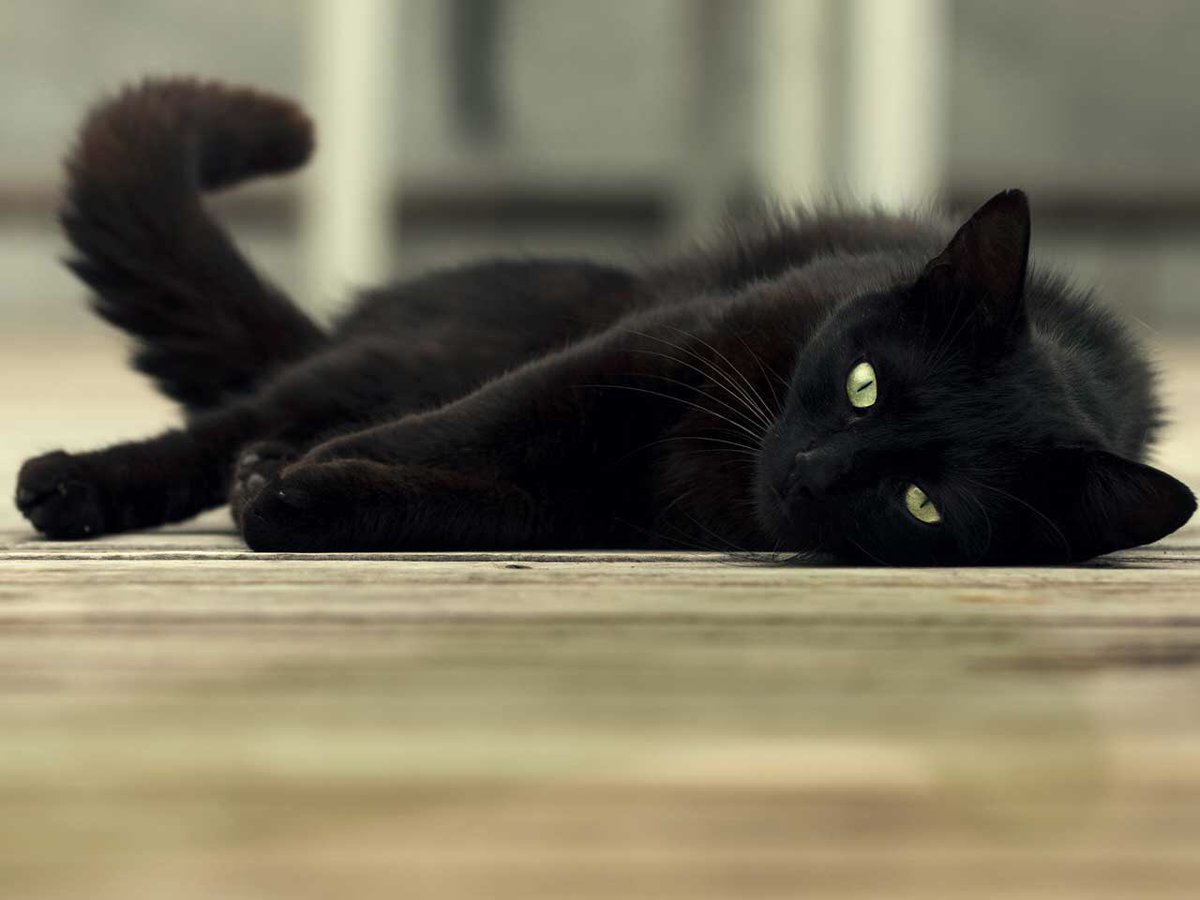 purrboxes's tweet photo. Happy Black Cat Appreciation Day 🖤

Such striking beauties!
😻

#blackcat #blackcats #blackcatday #blackcatappreciation #blackcatappreciationday #catstagram #catsofinstagram #caturday https://t.co/kFuULeZF23