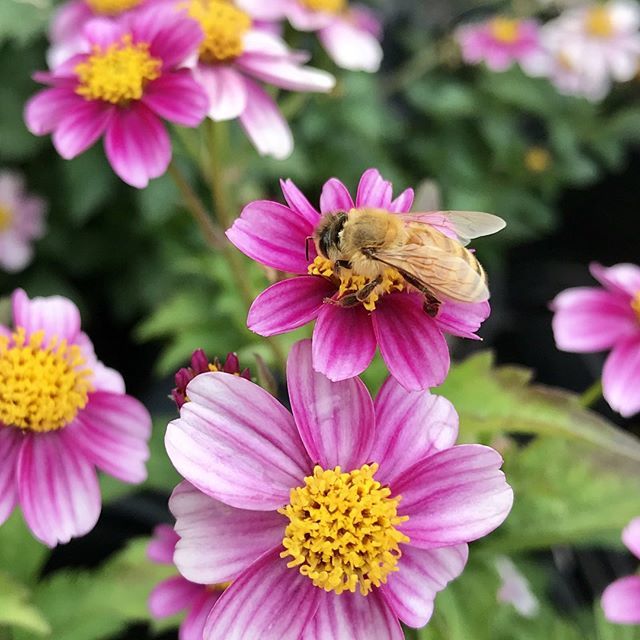 cornellfarm's tweet photo. π Now is a great time to plant flowers that will provide critical late season forage for our bee friends! π
.
.
.
.
#honeybees #savethebees #pollinatorflower #pollinators https://t.co/HZKrlF13Qp https://t.co/bjTRoLfziW