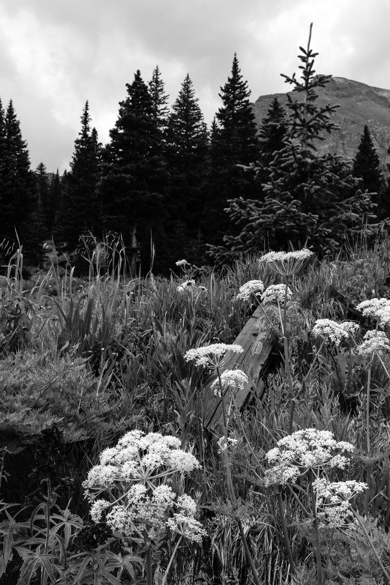 louieography's tweet photo. Queen Anne's Lace #wildflowers #fujifilm_xseries #bnwcaptures https://t.co/7FthO8IjuV https://t.co/rxIvggeI0l