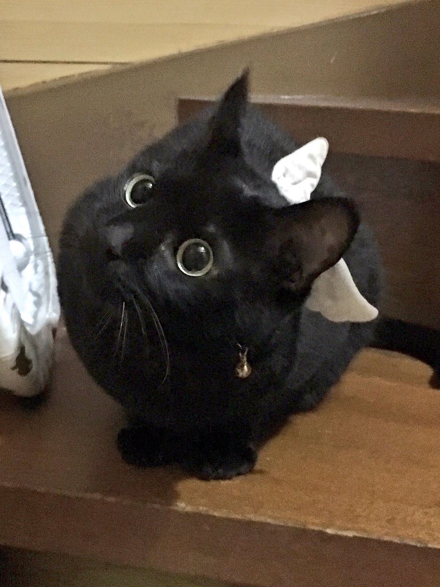 最終値下げ アドワーク 杏 Annz 黒猫 【公式通販】