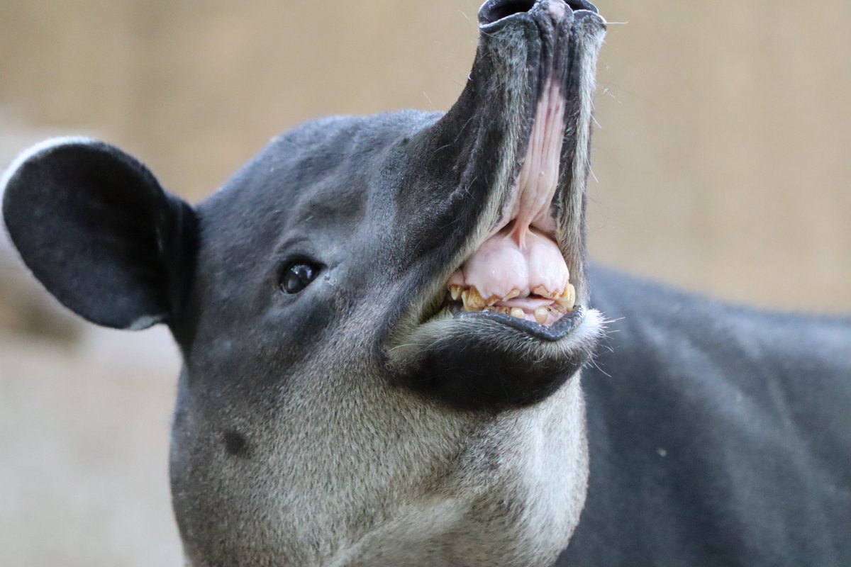 塩ら めん Noteはじめました 動物変顔グランプリ 間違いなく優勝 19 04 金沢動物園にて撮影 金沢動物園 ベアードバク アグア 塩ら めん Noteはじめました 動物変顔グランプリ 間違いなく優勝 19 04 金沢動物園にて撮影 金沢動物園 ベアードバク アグア