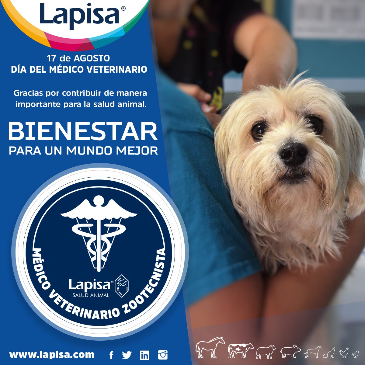 Lapisa tweet media