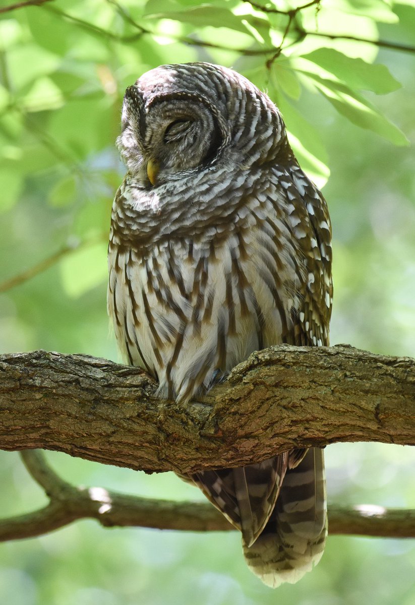 USFWSMidwest's tweet photo. Barred owls are known to sleep about 30% of each hour during the daytime. Shady deciduous trees and cavities help reduce heat stress and keep them safe when they rest. https://t.co/JbSfcIOmjy https://t.co/YdMh2JUwHe