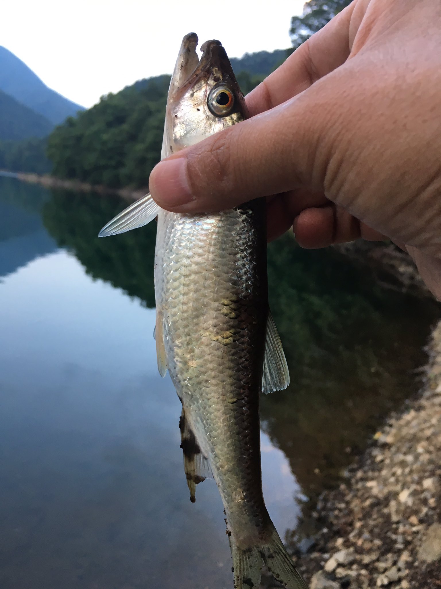 Takafami5 初めて釣ったよハス 奥多摩湖でバス釣り プラグにアタックしてくるけどなかなか乗らない なんだろうな スピナーに変えてみたところ やっと正体判明 あなただったのね ちなみに本命は釣れず でも 超久しぶりに楽しい一人の時間