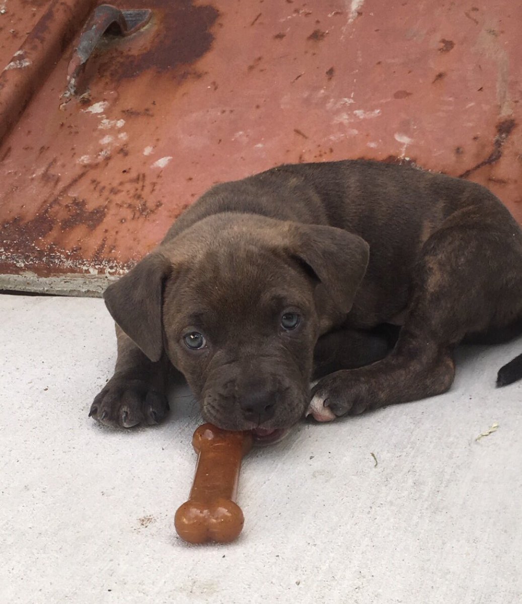dublegzz's tweet photo. Twitter meet Nipsey Blue 🥺💙 my first born https://t.co/K7QFNxB7QT