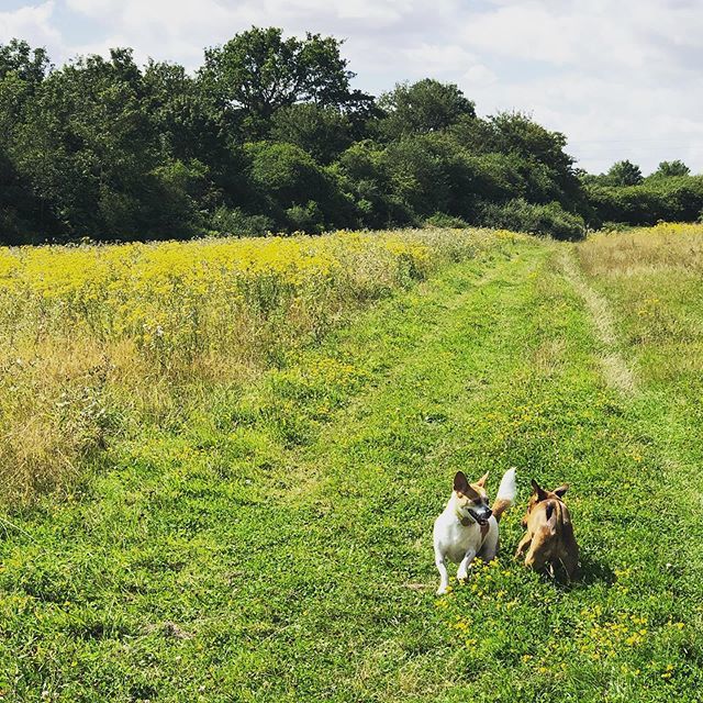 LordJefferey's tweet photo. #funinthesun #lordjefferey #woodlandtrust https://t.co/oHx37jhphi https://t.co/EW9qoE96nI