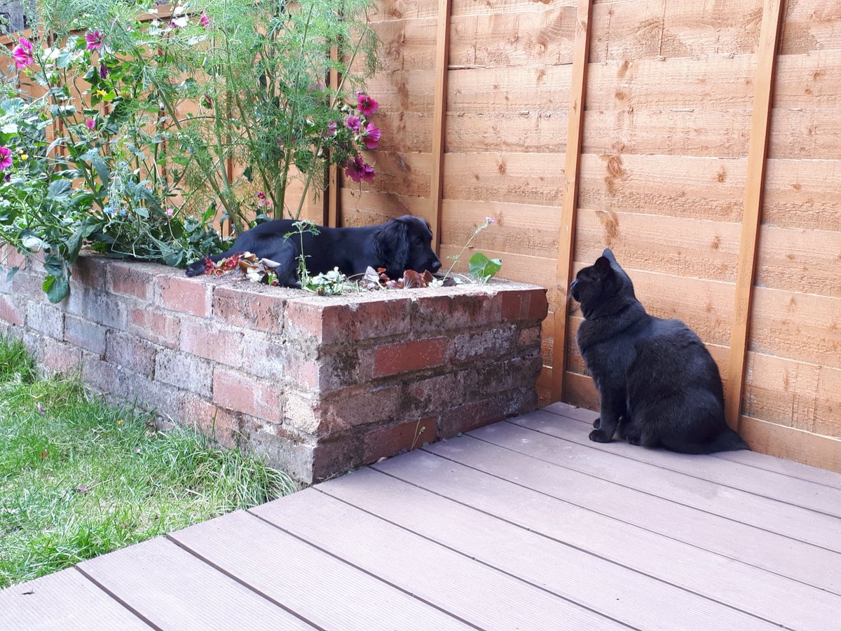 PetsMarsh's tweet photo. 🐱Bow down to me dog!!

#BlackCatAppreciationDay #BlackCatDay #Caturday 

@AdoptionForPets @PetsatHome https://t.co/hPxPPN6JzH