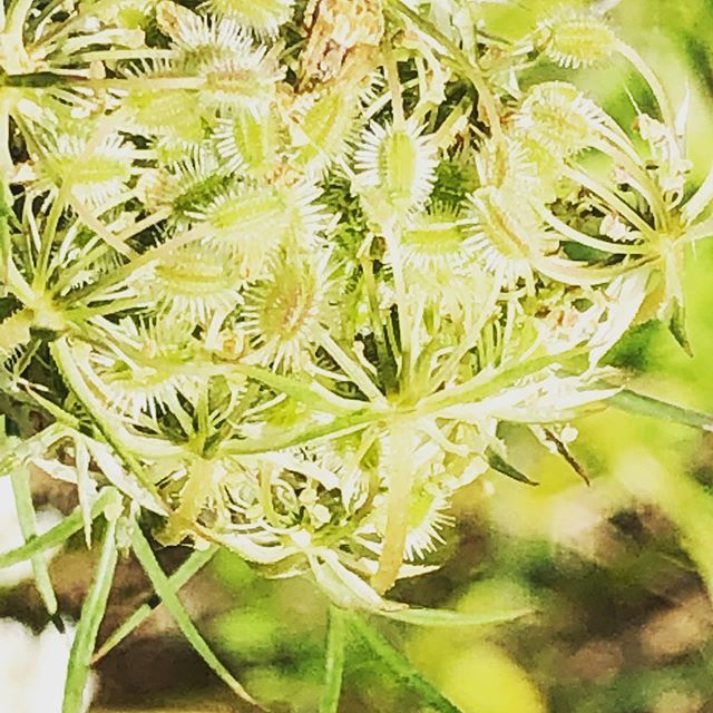 LordJefferey's tweet photo. #naturephotography #thistle https://t.co/dL9f0T2sMW https://t.co/ykvAUpxJHU