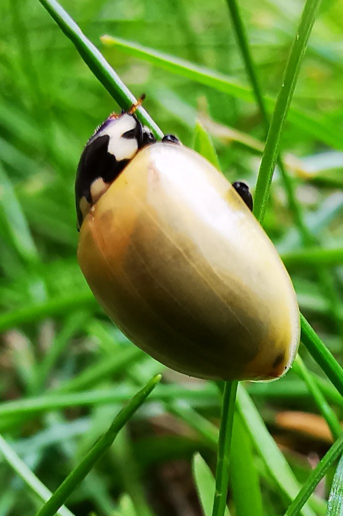 Just found this little ladybird in the garden without any spots. #countryfile #ladybird <a href="/ChrisGPackham/">Chris Packham</a>