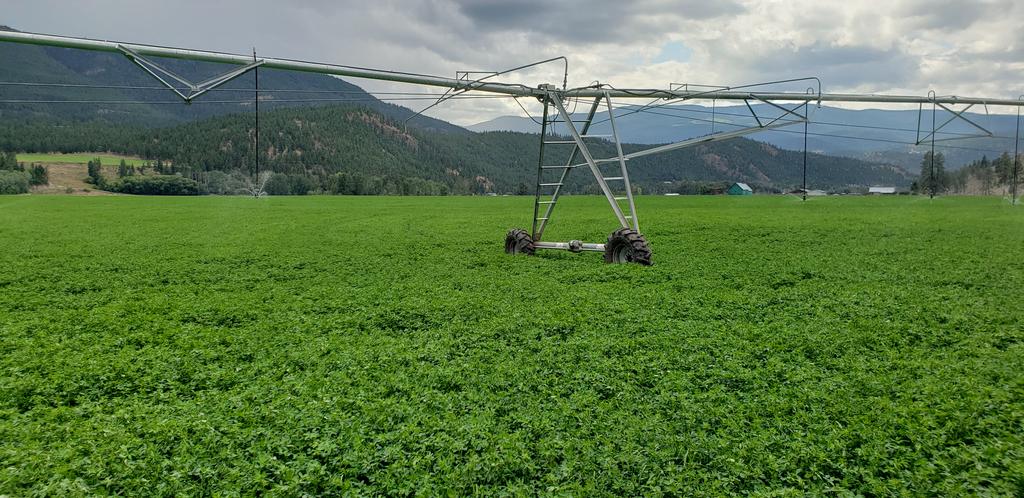 Dairycrop's tweet photo. Making it Rain on a nice 3rd cut Alfalfa. #bcmilk #bcforage #milkmaker https://t.co/ba1rUFEpur