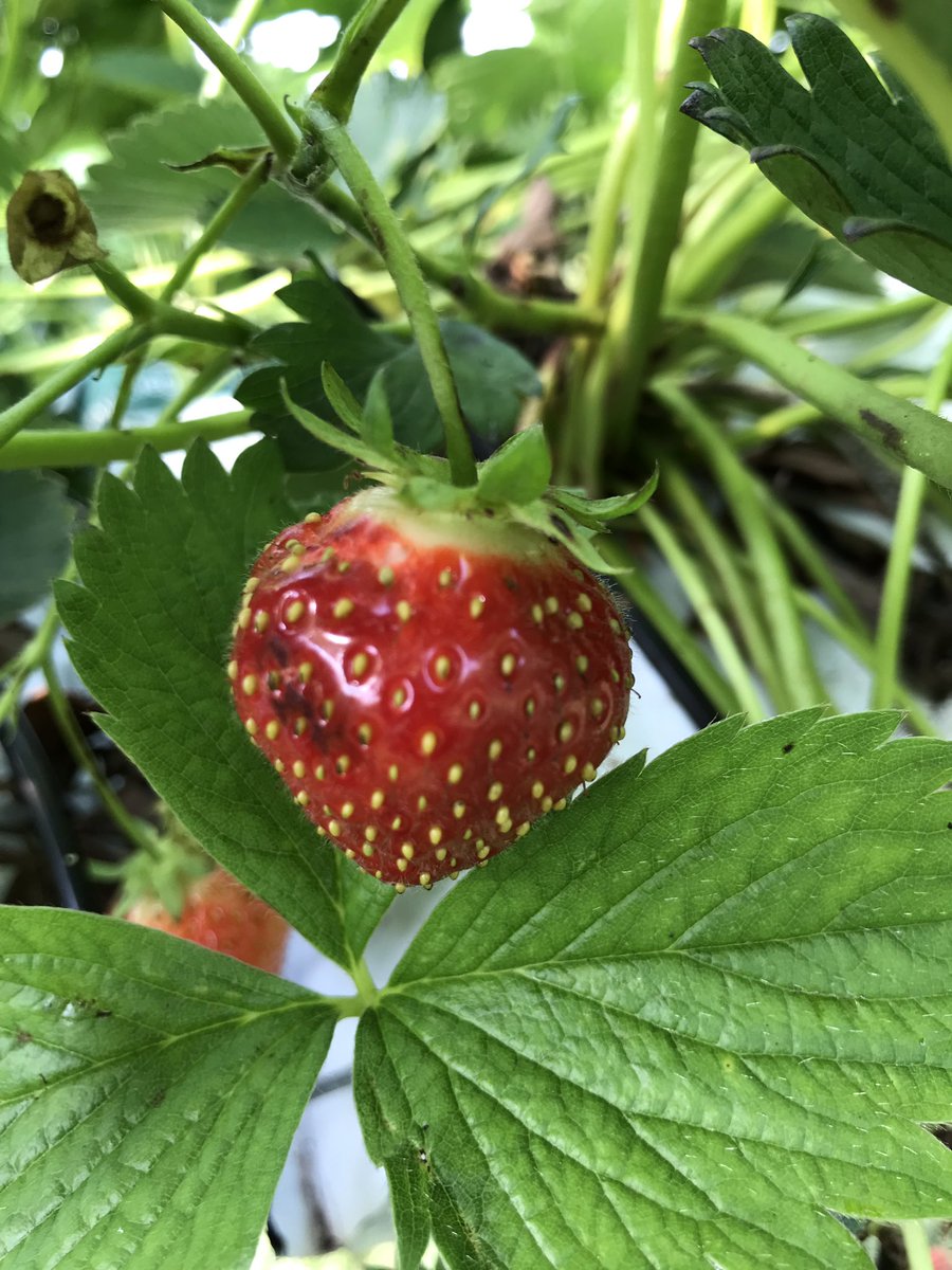 bespoke_nw's tweet photo. Strawberry picking on Anglesey today. 
Pass the cream please, nom nom nom!! https://t.co/brWFv4MDaO