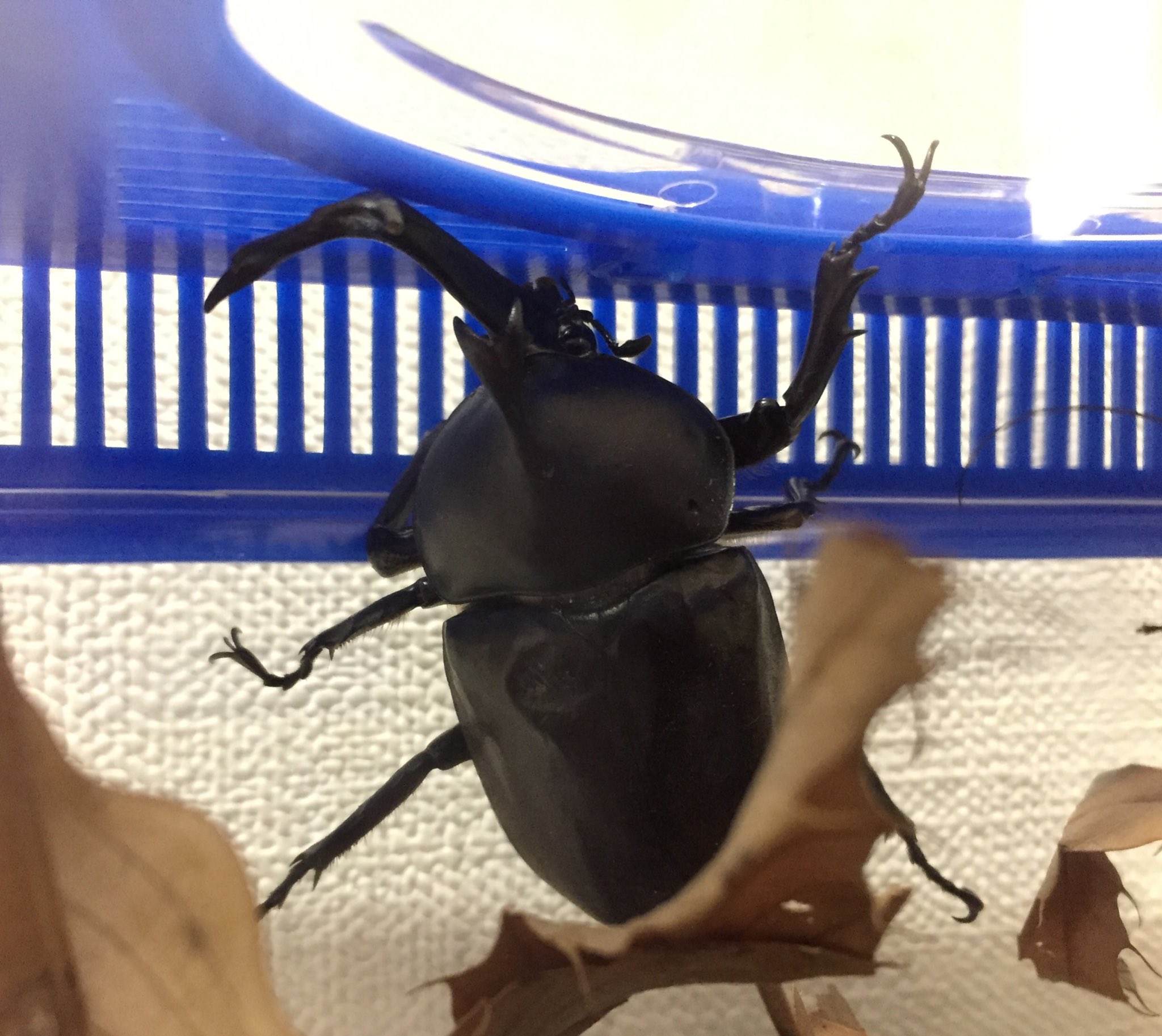 Twitter 上的 Ypちゃんねる 楽しくいくぞ さっき 近所の公園に また昆虫探しに行ってきた 自然のヒキガエルを発見 そして42歳になって 人生初のカブトムシゲットw と言っても相方 月餅 が見つけた カブトムシ クワガタ ヒキガエル カエル T Twitter 上的 Ypちゃんねる 楽しくいくぞ さっき 近所の公園に また昆虫探しに行ってきた 自然のヒキガエルを発見 そして42歳になって 人生初のカブトムシゲットw と言っても相方 月餅 が見つけた カブトムシ クワガタ ヒキガエル カエル T