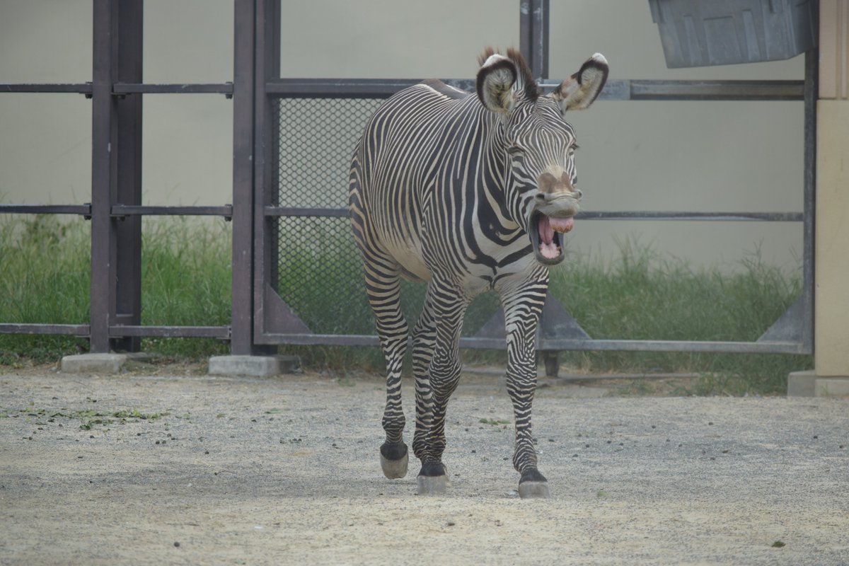 かみやん على تويتر グレビーシマウマのナナト ふうぁ とあくびをしています 8月12日撮影 京都市動物園 グレビーシマウマ ナナト