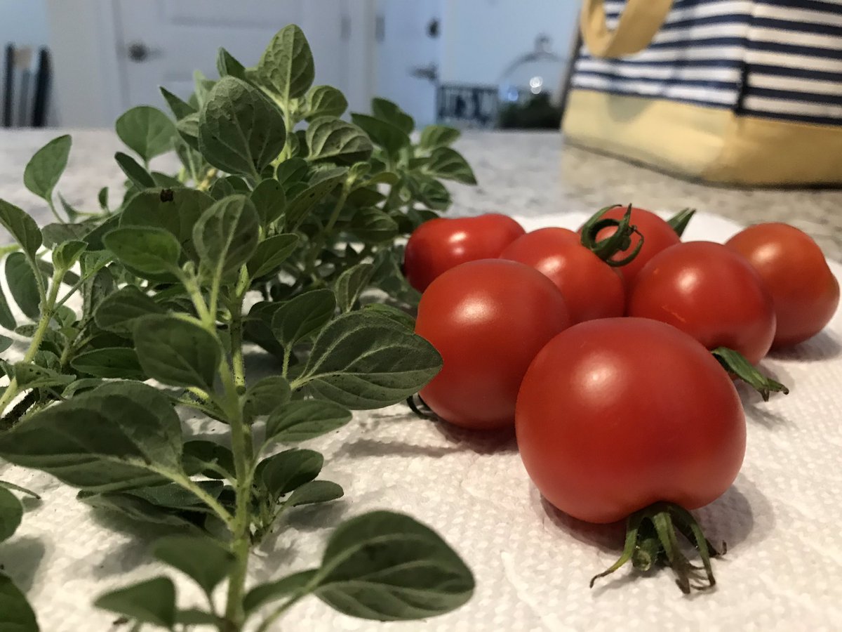 DanWGME's tweet photo. SO much color from the #garden this morning! The 🍅’s are finally starting to ripen and I’m very exited to start drying out this #oregano. #PlantSomething #SpiritOfUs #MyMaine https://t.co/3ZqFAm1lxE