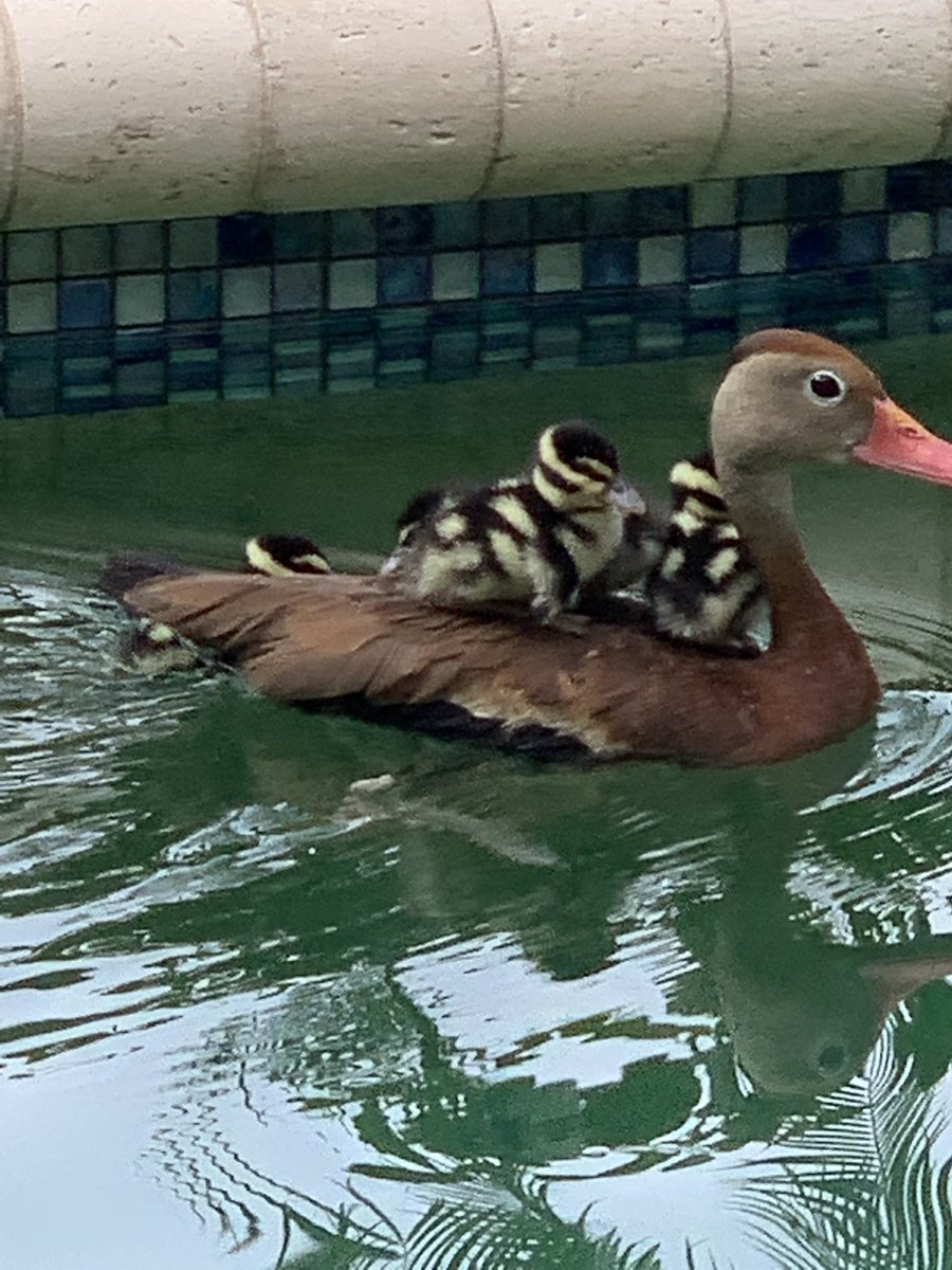 Mike Flaskey tweet media