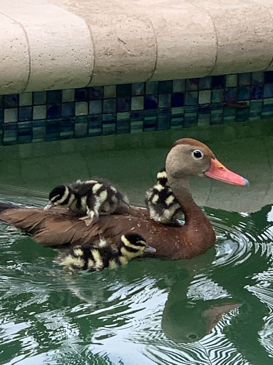 Mike Flaskey tweet media