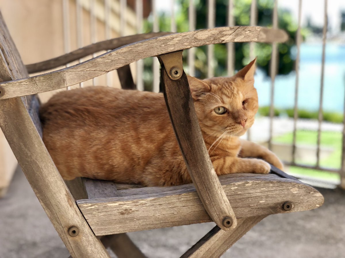 ReneNBCU's tweet photo. This is my boy Cheeto🐱. I saved him from going to a shelter, or even worse, being put down. Based on how he bosses me around, he may not realize how lucky he is 😏. In fact, I’m the lucky one. Please go out today and help #ClearTheShelters More info here: https://t.co/M4aEPUuXvt https://t.co/Fwp8dCS7z0