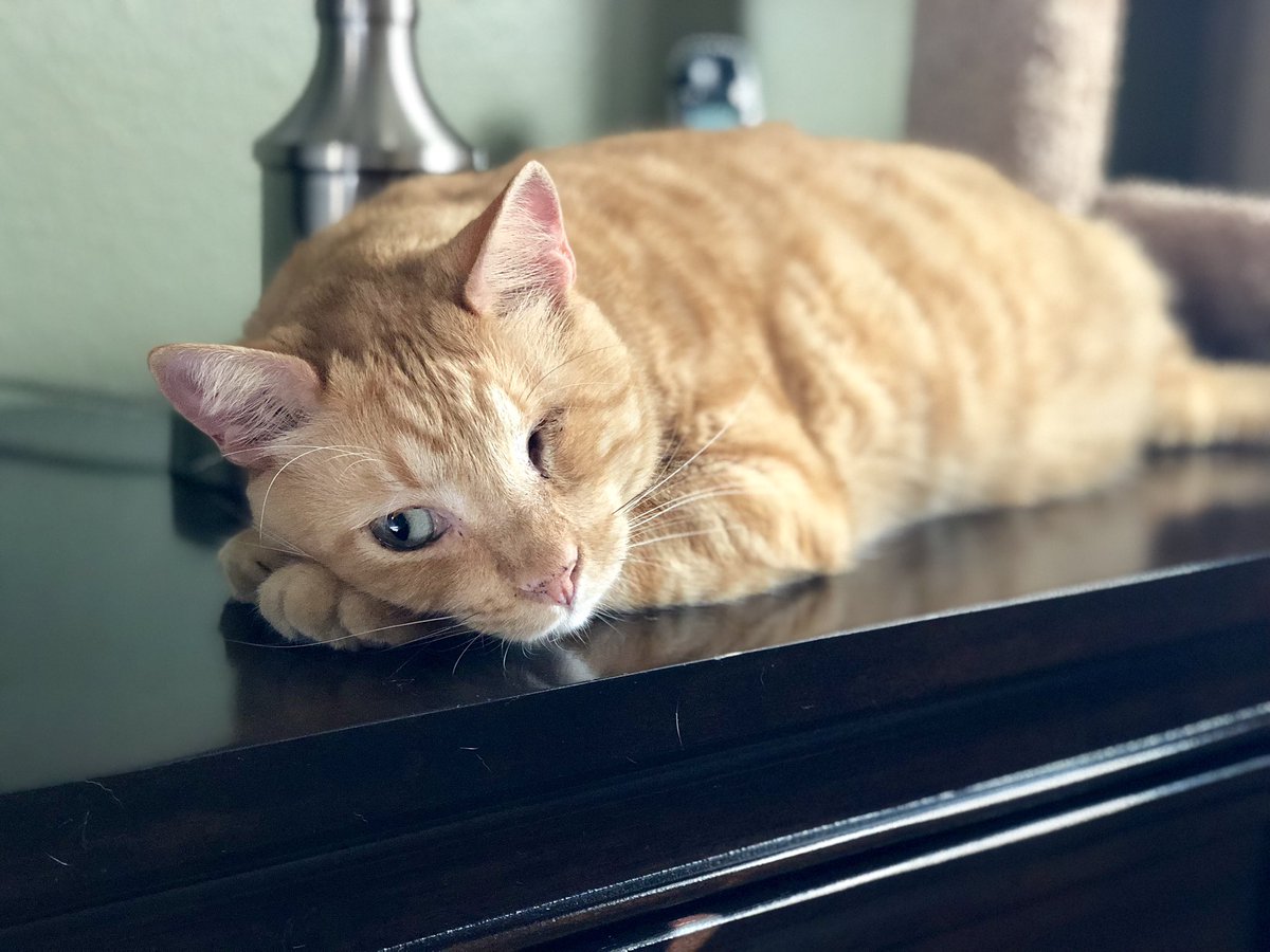 ReneNBCU's tweet photo. This is my boy Cheeto🐱. I saved him from going to a shelter, or even worse, being put down. Based on how he bosses me around, he may not realize how lucky he is 😏. In fact, I’m the lucky one. Please go out today and help #ClearTheShelters More info here: https://t.co/M4aEPUuXvt https://t.co/Fwp8dCS7z0