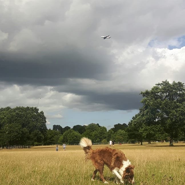 BorderCollieRed's tweet image. 12k #running in #richmondpark #loveit ❤ #bordercollieoftwitter #bordercollie #DogsofTwittter #dogoftheday
