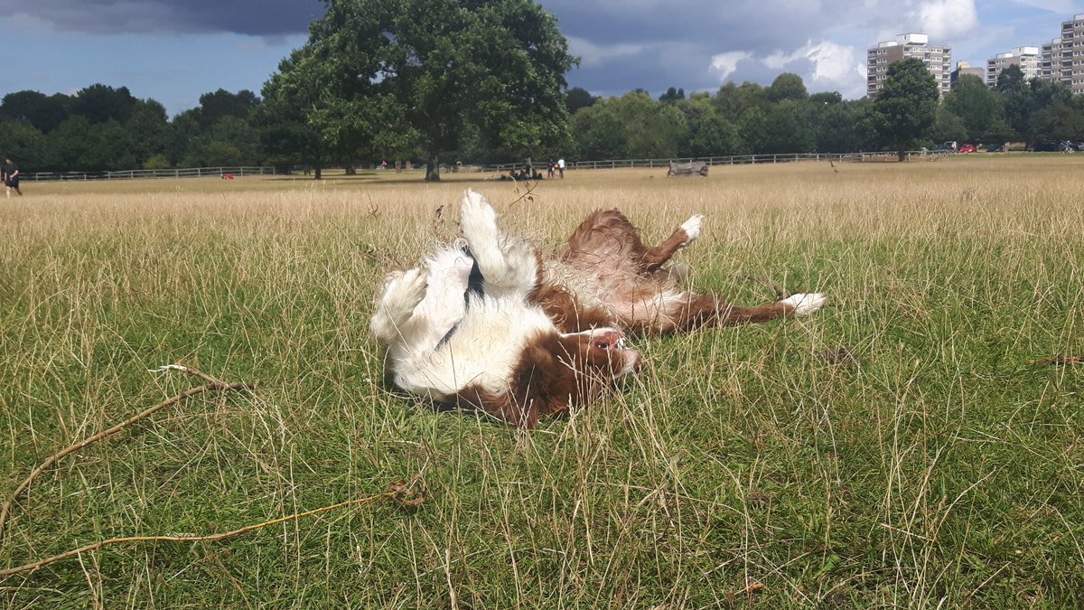 BorderCollieRed's tweet image. 12k #running in #richmondpark #loveit ❤ #bordercollieoftwitter #bordercollie #DogsofTwittter #dogoftheday
