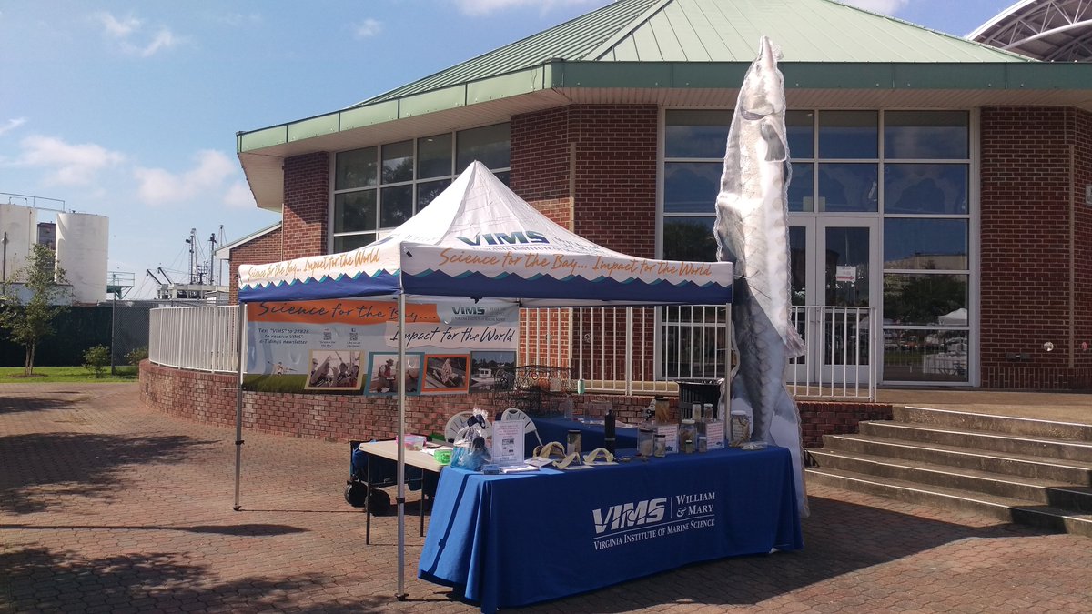 indseyNoel's tweet photo. doing some #outreach for @VIMS_News at a 🦀 fest in Hampton!

#scicomm #Chesapeakebay #oysters #bigboi #sturgeon #VAliving https://t.co/LVSh7Wkae2
