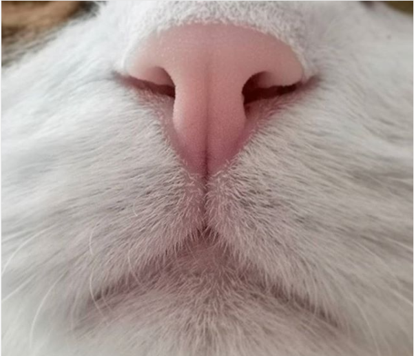 Boop my nose twice ##catclevers
👆👃
°
°
°
°
°
°
°
°
#cat #cats #catsagram #catstocker #catstagram #instagood #kitten #kitty #kittens #pet #pets  #neko #petstagram #petsagram #photooftheday #catsofinstagram #ilovemycat #instagramcats #catoftheday #lovecats #9gagmypet #9ga