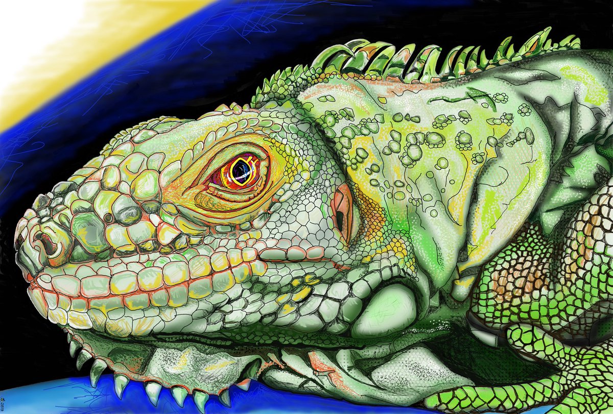 NeFaces's tweet photo. Luna the iguana 🦎 #hashtag #iguana #iguanas #drawing #art #fancyfacesne #fancyfacesofnewengland #Boston #NewHampshire #NewEngland #Autodesksketchbook #artistoftwitter https://t.co/NjGqDUvRvQ